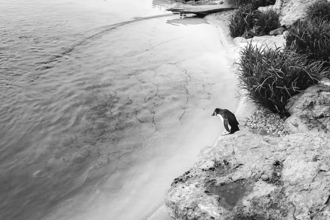 Humble pie, and a voice from the past